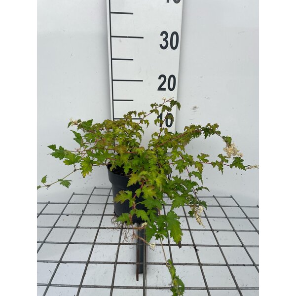 Stephanandra incisa 'Crispa' - 1,3L