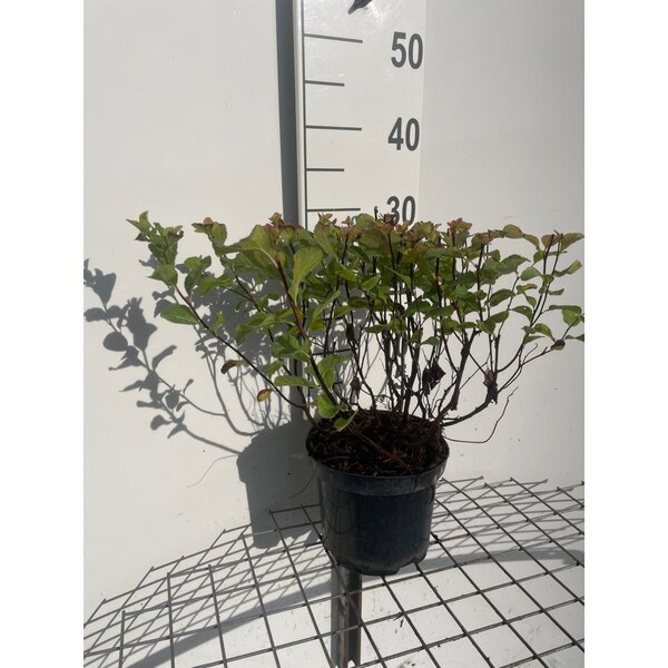 Spiraea betulifolia - 3,0L 30+