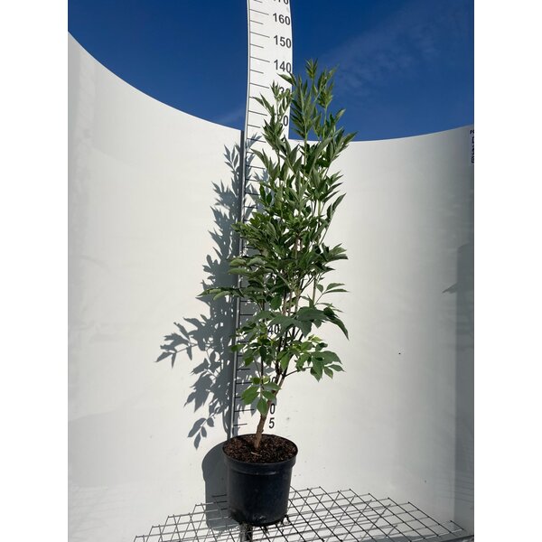 Sambucus nigra - 7,5L 125+