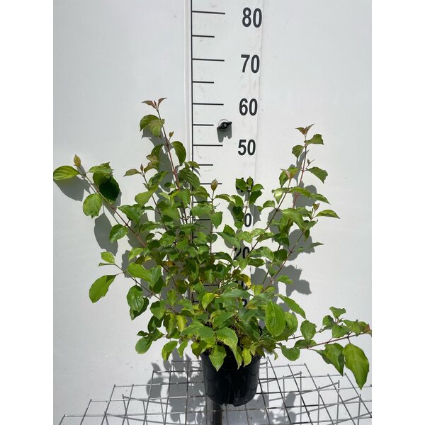 Cornus sang. 'Winter Beauty' - 3,0L