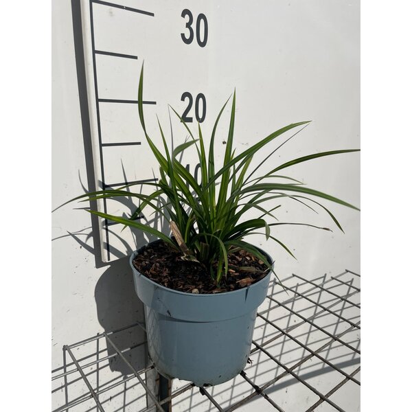 Carex morrowii 'Irish Green' - 2,0L