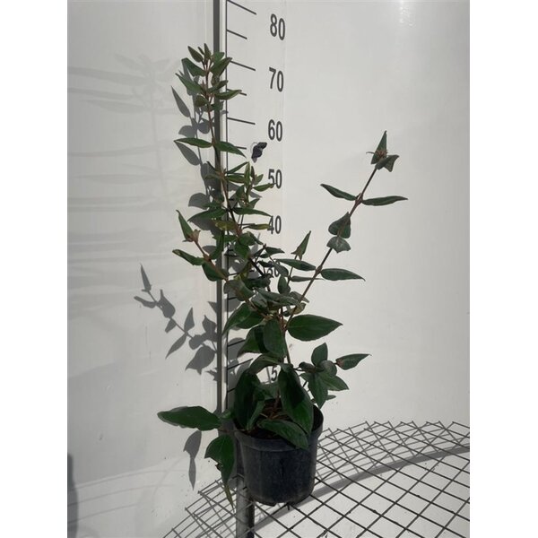 Viburnum burkwoodii - 3,0L 50+
