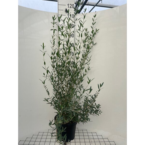 Phillyrea angustifolia - 7,5L