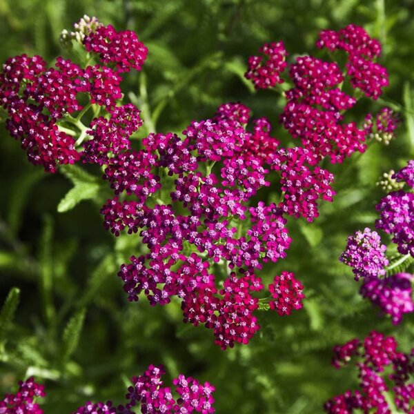 Achillea m. 'Cerise Queen'
