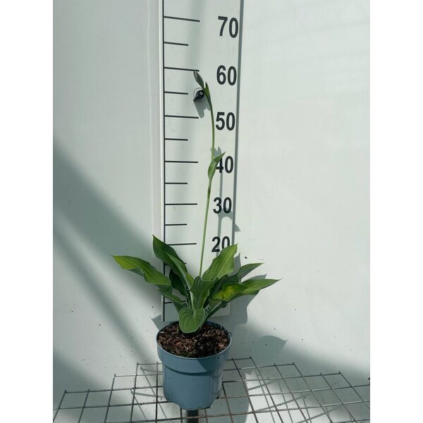 Hosta 'Gold Standard' - 2,0L