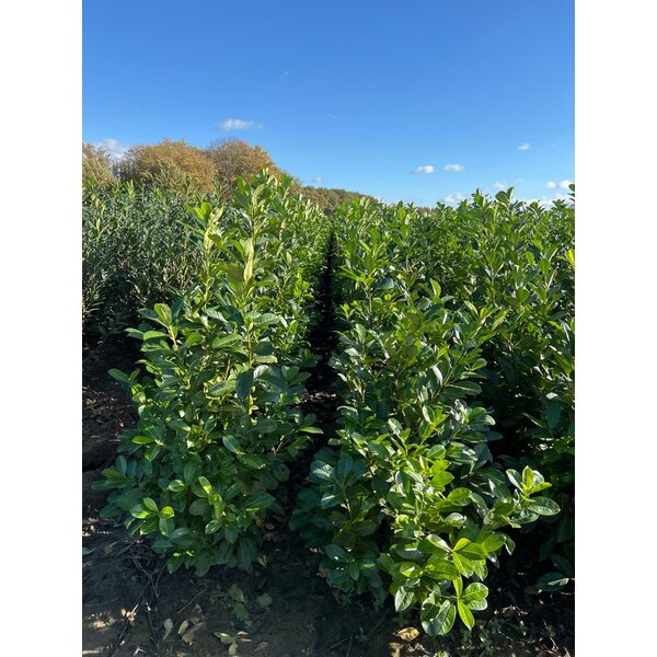 Prunus l. 'Rotundifolia' - met kluit 125+