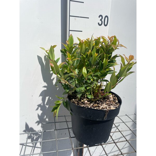 Leucothoe 'Zeblid' - 3,0L