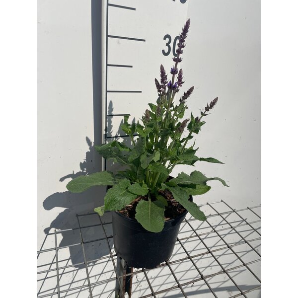 Salvia nemorosa 'Blaukönigin' - 2,0L