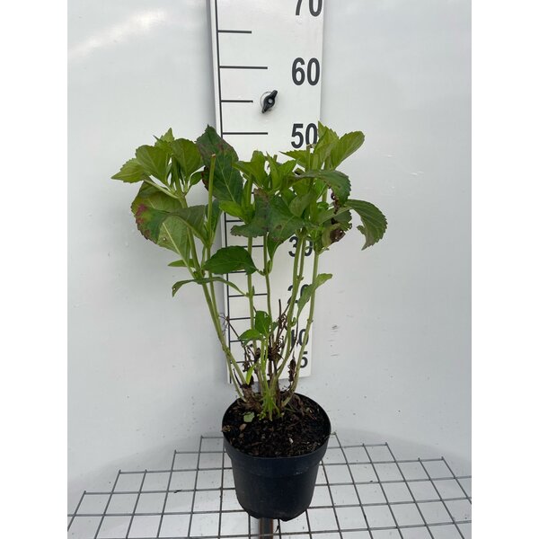 Hydrangea m. 'Mad. Emile Mouillère' - 3,0L 40+