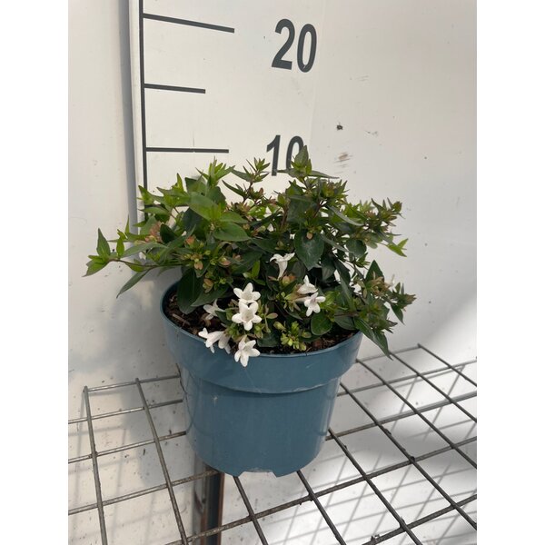 Abelia grandiflora - 2,0L