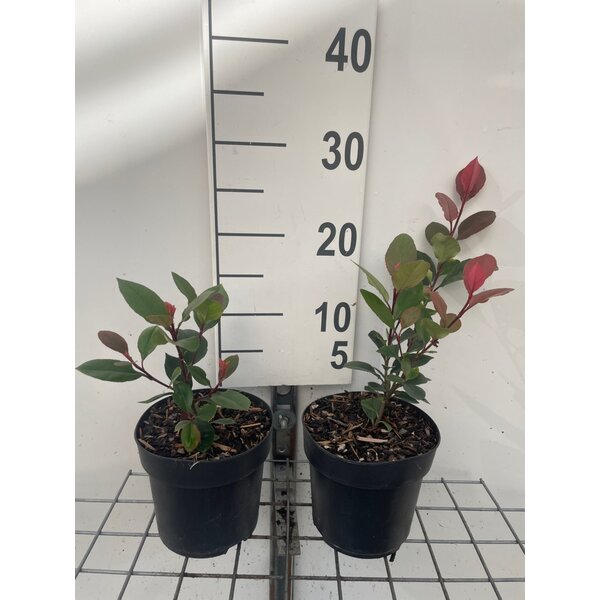 Photinia fraseri 'Little Red Robin' - 1,3L