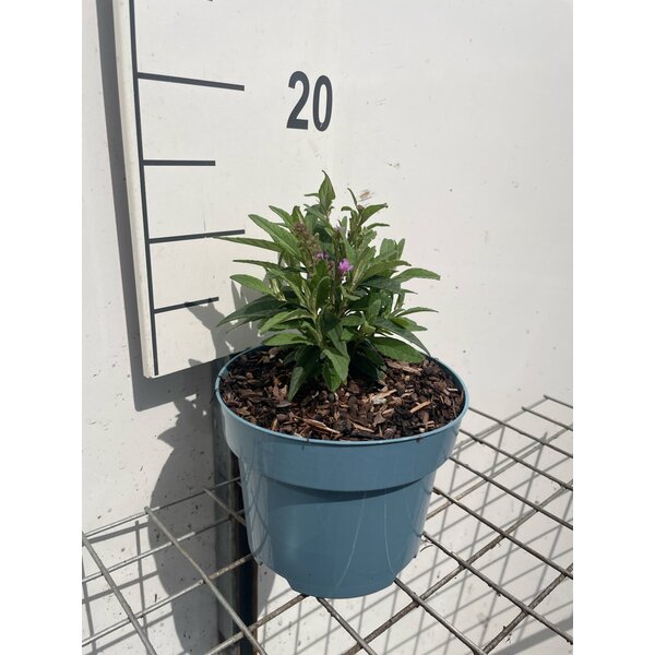 Buddleja d. Butt. Candy Little Lila - 2,0L