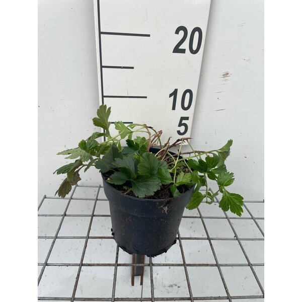 Waldsteinia ternata - 1,3L
