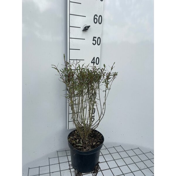 Salix purpurea 'Nana' - 3,0L 30+