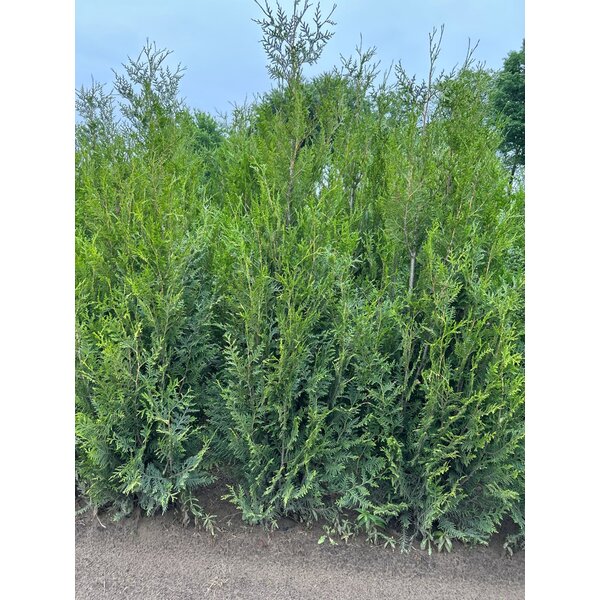 Thuja pl. 'Atrovirens' - 10L 175+