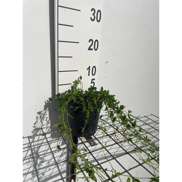 Vinca minor 'Gertrude Jekyll' - 1,3L