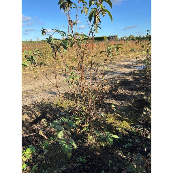 Viburnum bodn. 'Dawn' - met kluit 125+