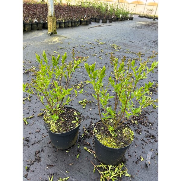 Syringa patula 'Miss Kim' - 3,0L 30+