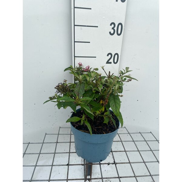 Buddleja d. Butt. Candy Little Pink - 2,0L