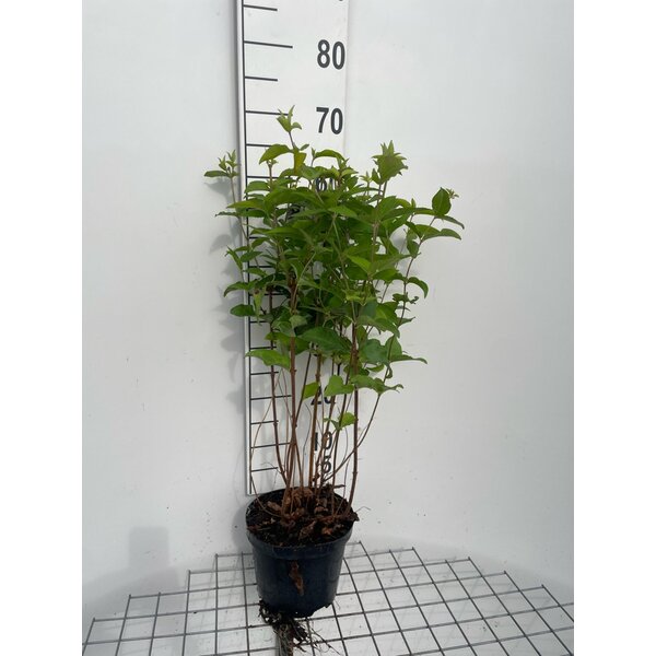 Deutzia cren. 'Pride of Rochester' - 3,0L 60+