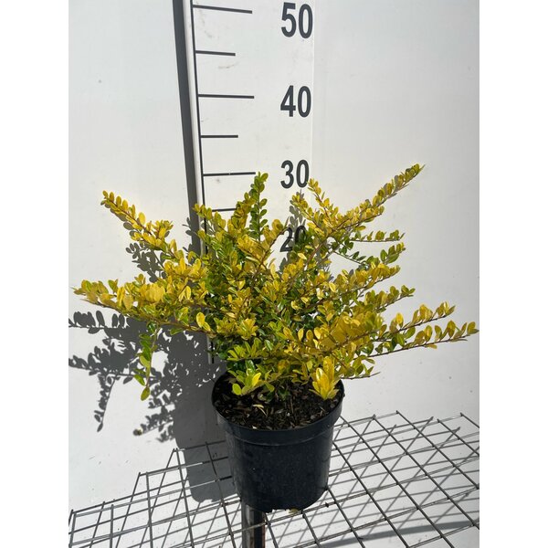 Ilex crenata 'Golden Gem' - 3,0L 20+