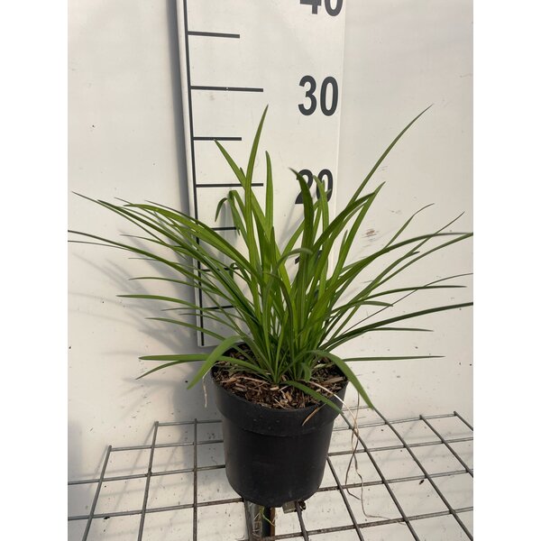 Liriope muscari 'Moneymaker' - 1,3L