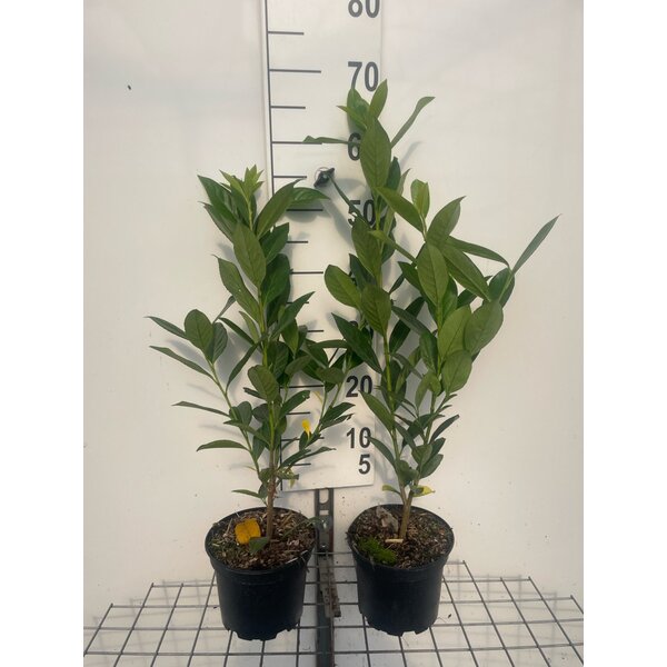 Prunus l. 'Caucasica' - 2,0L 40+