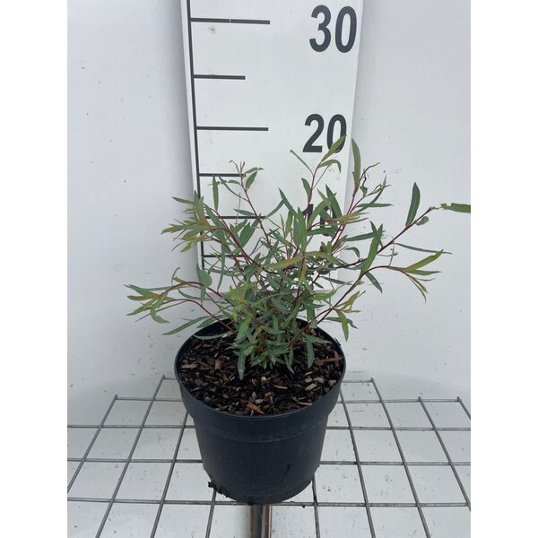 Salix purpurea 'Nana' - 2,0L