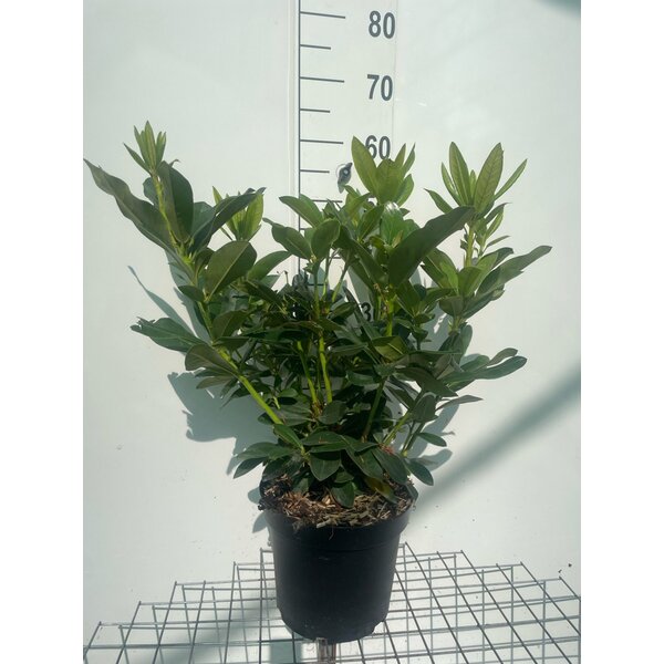 Rhododendron 'Cunningham's White' - 7,5L