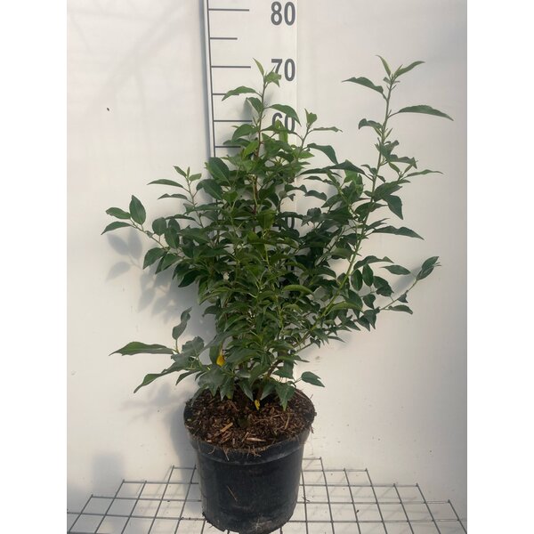 Prunus lusitanica 'Angustifolia' - 7,5L 60+
