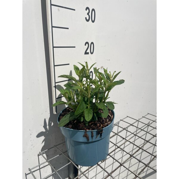 Buddleja d. Butt. Candy Little Ruby - 2,0L