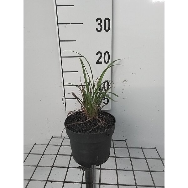 Carex pendula - 2,0L