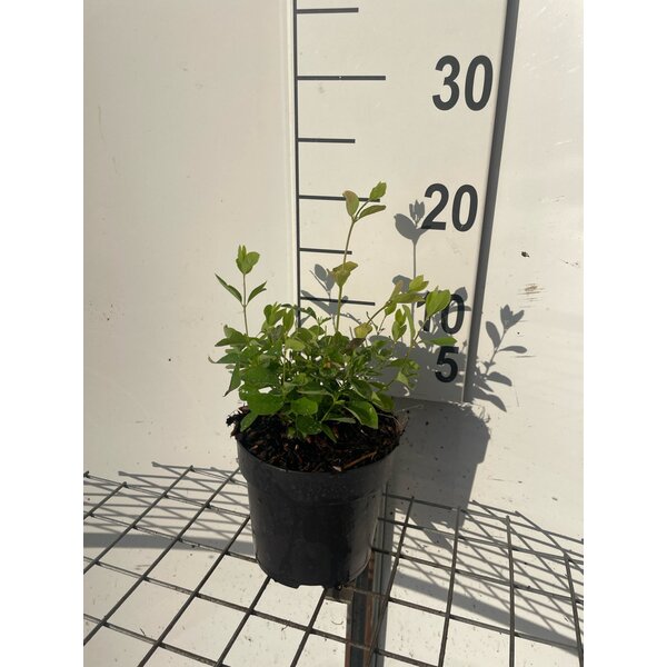 Symphoricarpos d. 'White Hedge' - 1,3L