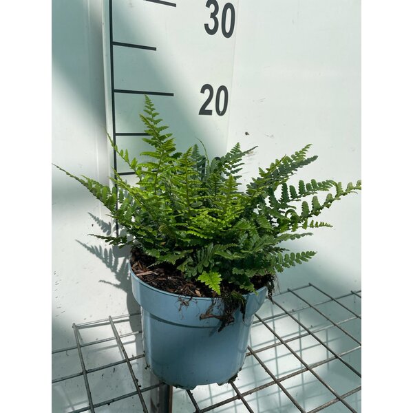 Dryopteris affinis - 2,0L