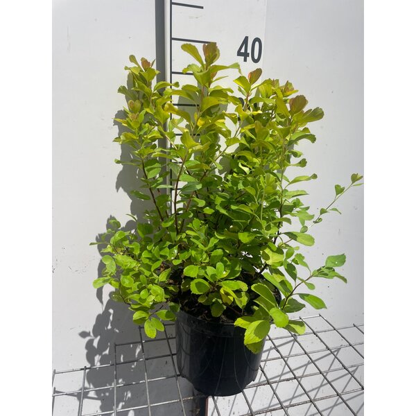 Spiraea betulifolia 'Tor Gold' - 3,0L