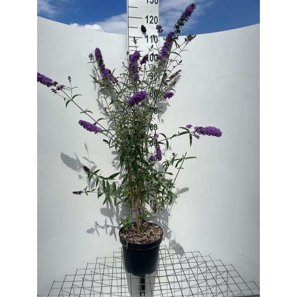 Buddleja d. 'Border Beauty' - 7,5L 80+