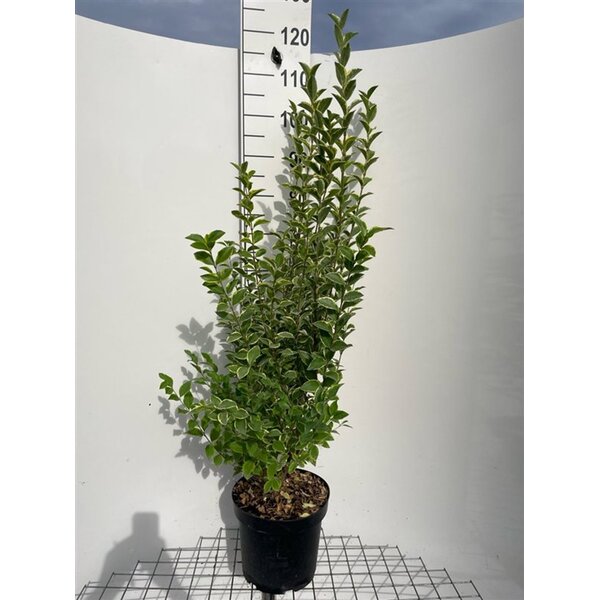 Ligustrum oval. 'Aureum' - 7,5L 100+