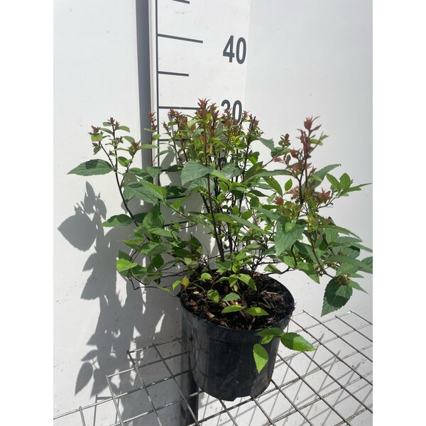Spiraea jap. 'Froebelii' - 3,0L
