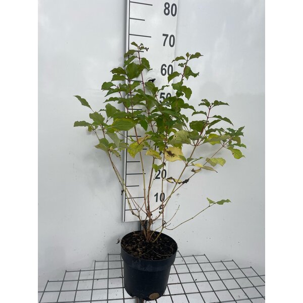 Cornus sang. 'Winter Beauty' - 3,0L 60+