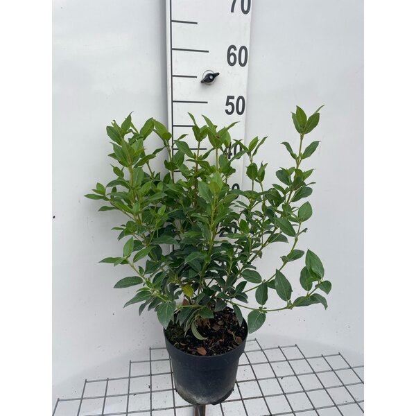 Viburnum tinus - 3,0L 40+