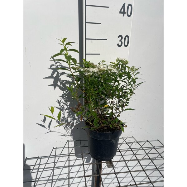 Spiraea jap. 'Albiflora' - 1,3L