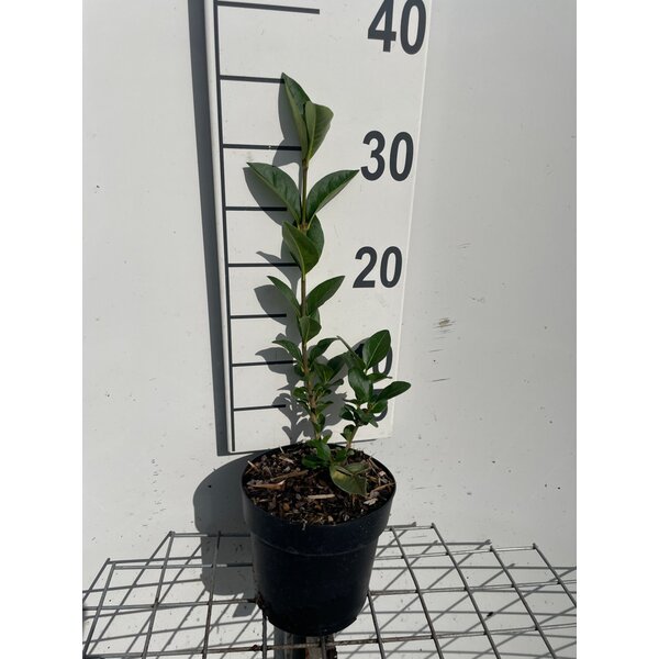 Ligustrum ovalifolium - 1,3L 30+