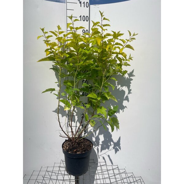 Physocarpus opulif. 'Dart's Gold' - 7,5L 80+