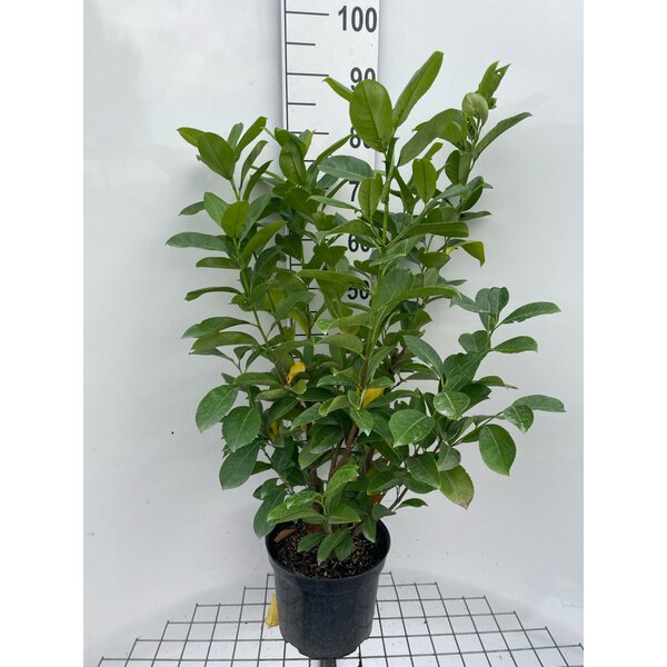 Prunus l. 'Rotundifolia' - 7,5L 80+