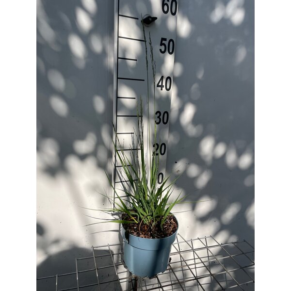 Molinia caerulea 'Moorflamme' - 2,0L