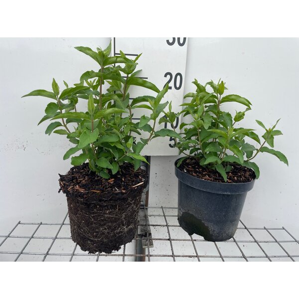 Deutzia scabra 'Plena' - 3,0L
