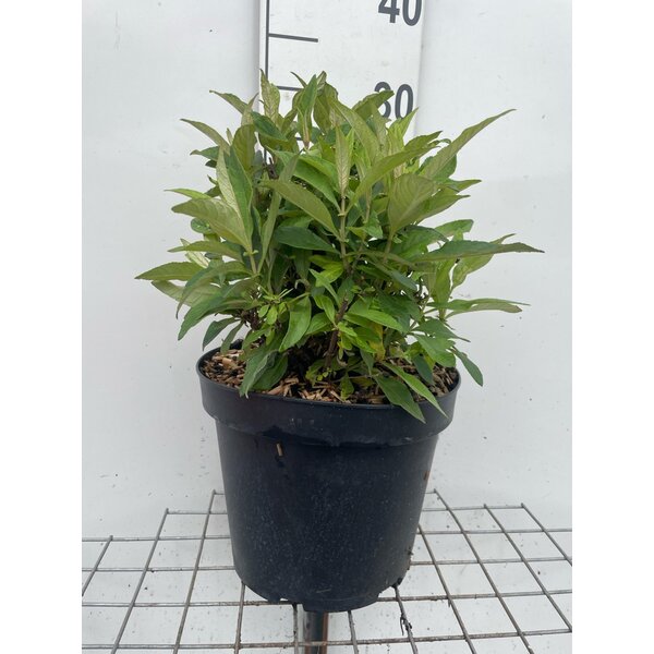 Buddleja d. Butt. Candy Little Pink - 7,5L