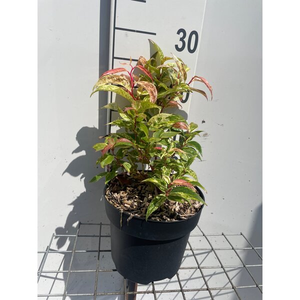 Leucothoe f. 'Rainbow' - 3,0L