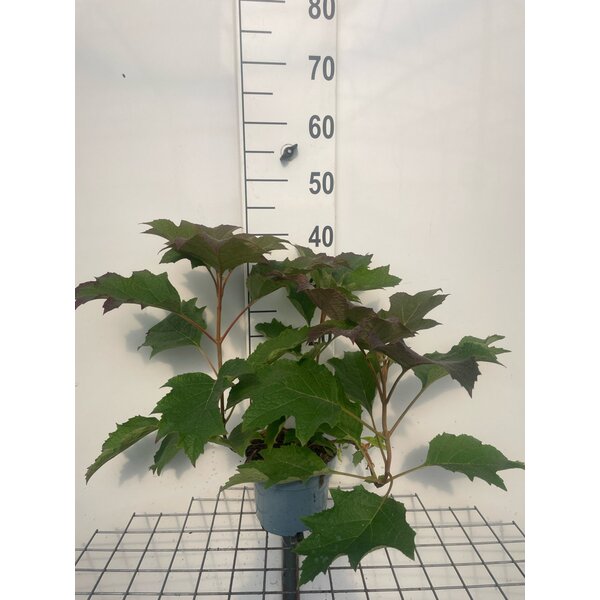Hydrangea querc. Snow Queen - 2,0L