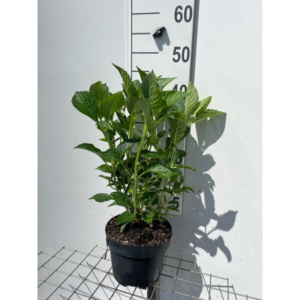 Hydrangea m. 'Alpenglühen' - 3,0L